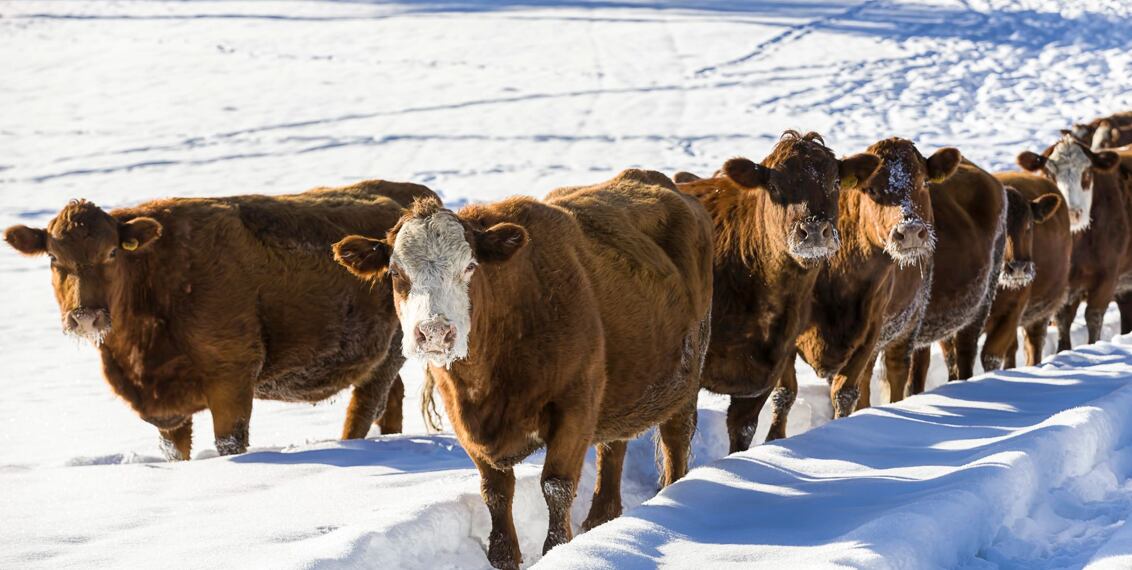 Chladné dny na pastvě: Nezámrzné napájení, přístřešky a podpora imunity zvířat