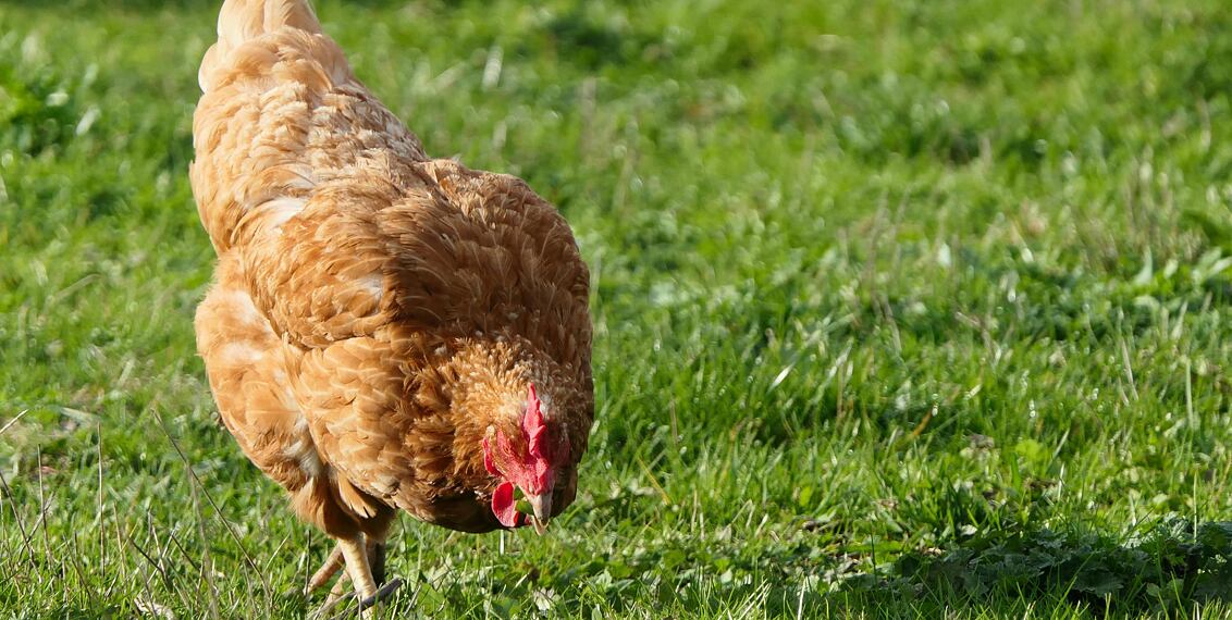 Krmivo pro slepice "To Naše"