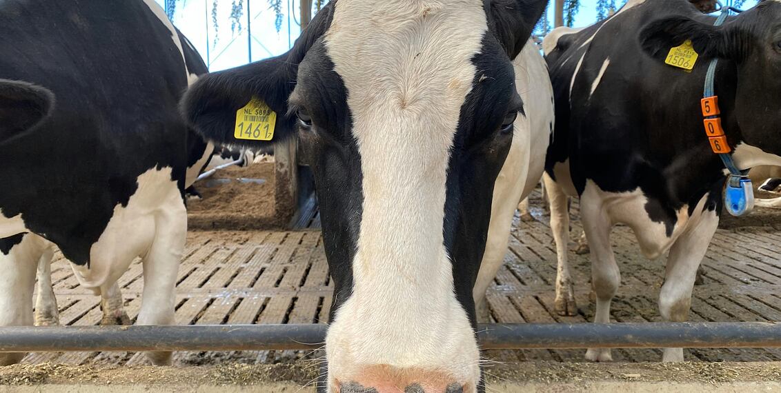 Chov skotu od A do Z: Praktický průvodce (nejen) pro začínající farmáře