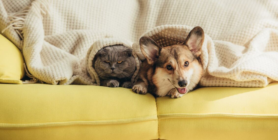 Na kterého veterináře se obrátit? Seznam doporučených veterinárních služeb