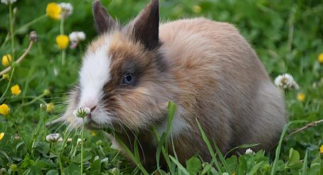Krmení králíků: Kompletní průvodce výživou od A do Z