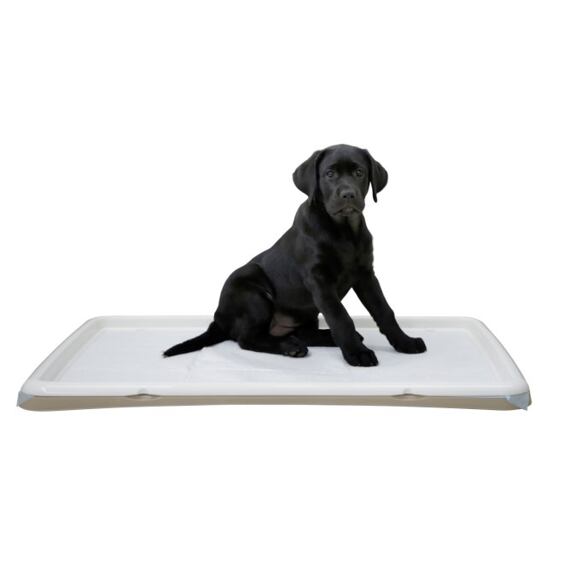 Toaleta pro štěňata, 60 x 90 cm, béžová