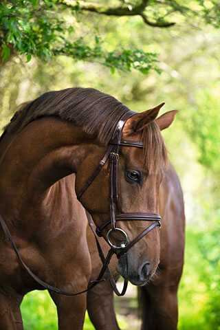 Uzdečka kožená Covalliero Classic, hnědá, vel. Full