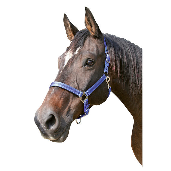 Ohlávka nylonová Covalliero Mustang, modrá/černá