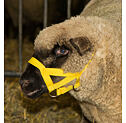 Ohlávka pro ovce a kozy, nylon, žlutá