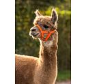 Ohlávka pro alpaky